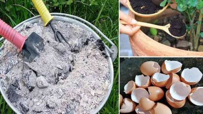5 façons de produire de l’engrais organique pour vos plantes