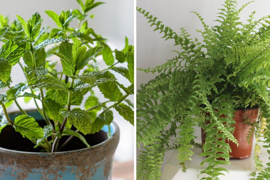 10 plantes qui absorbent l’humidité et préviennent la moisissure sur les murs