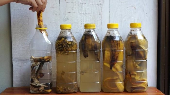 Ne jetez plus les peaux de banane ! Découvrez des utilisations surprenantes pour votre jardin