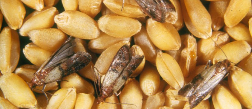 Comment éliminer les farfallines alimentaires de la garde-manger