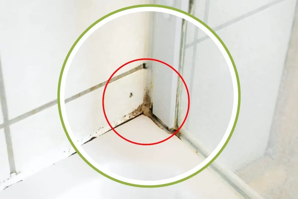 Le moyen le plus rapide d’éliminer la moisissure de silicone dans votre douche