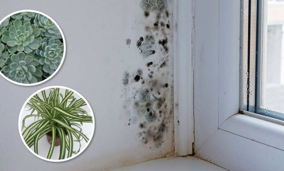 6 plantes d&rsquo;intérieur qui éliminent la moisissure noire des salles de bains et des murs