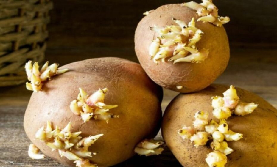 L&rsquo;astuce ingénieuse pour empêcher les pommes de terre de germer à la maison