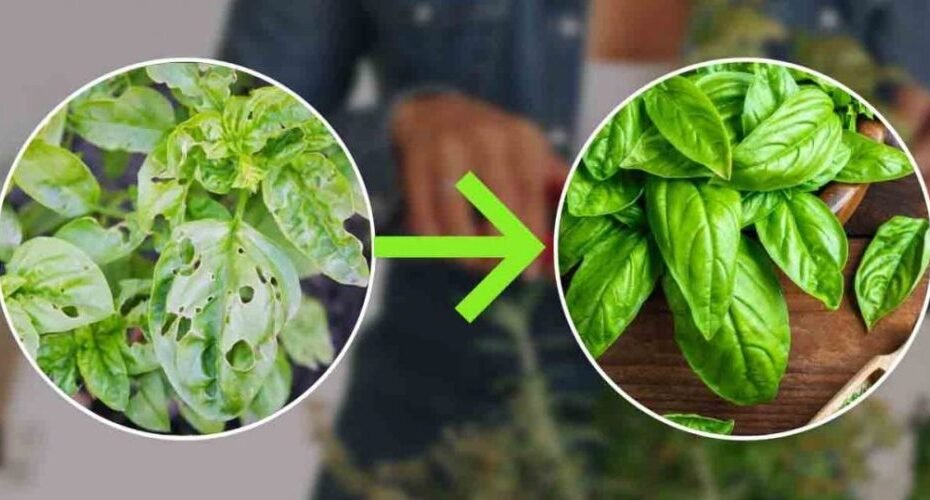 Basilic : feuilles grinçantes, noires et piquantes | Utilisez cet engrais naturel à coût zéro | Je ne l’ai jamais vu auparavant.