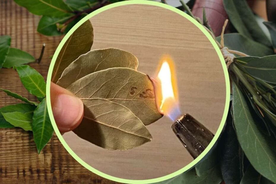 Des feuilles de laurier : tout le monde en brûle chez soi ; ce qui se passe va vous surprendre
