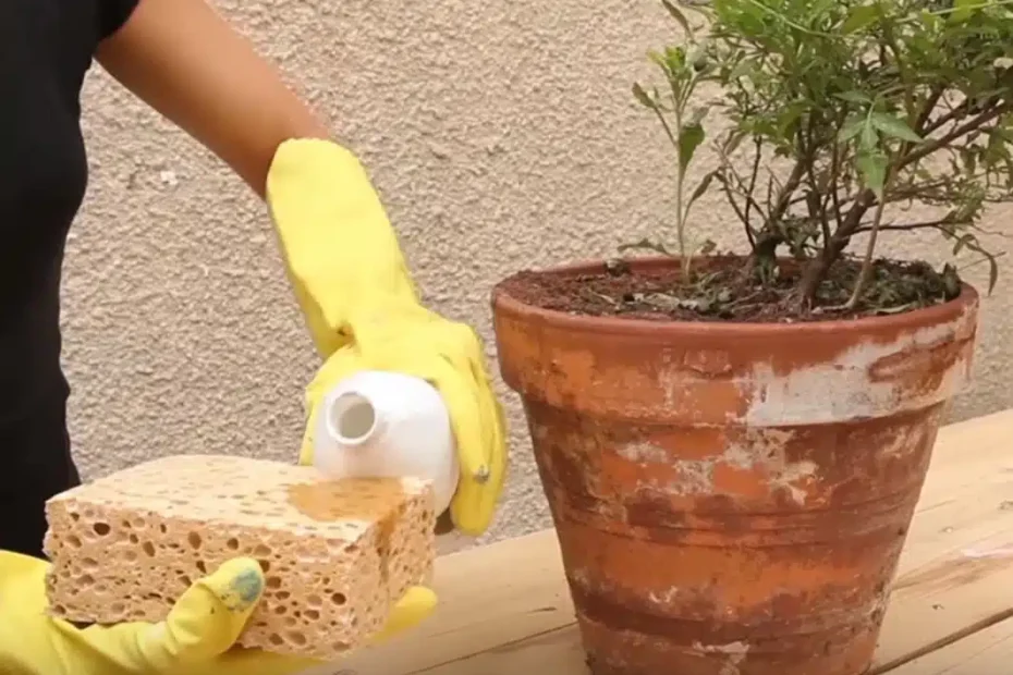 Salnitro : 3 techniques pour dire adieu aux taches blanches sur les vases