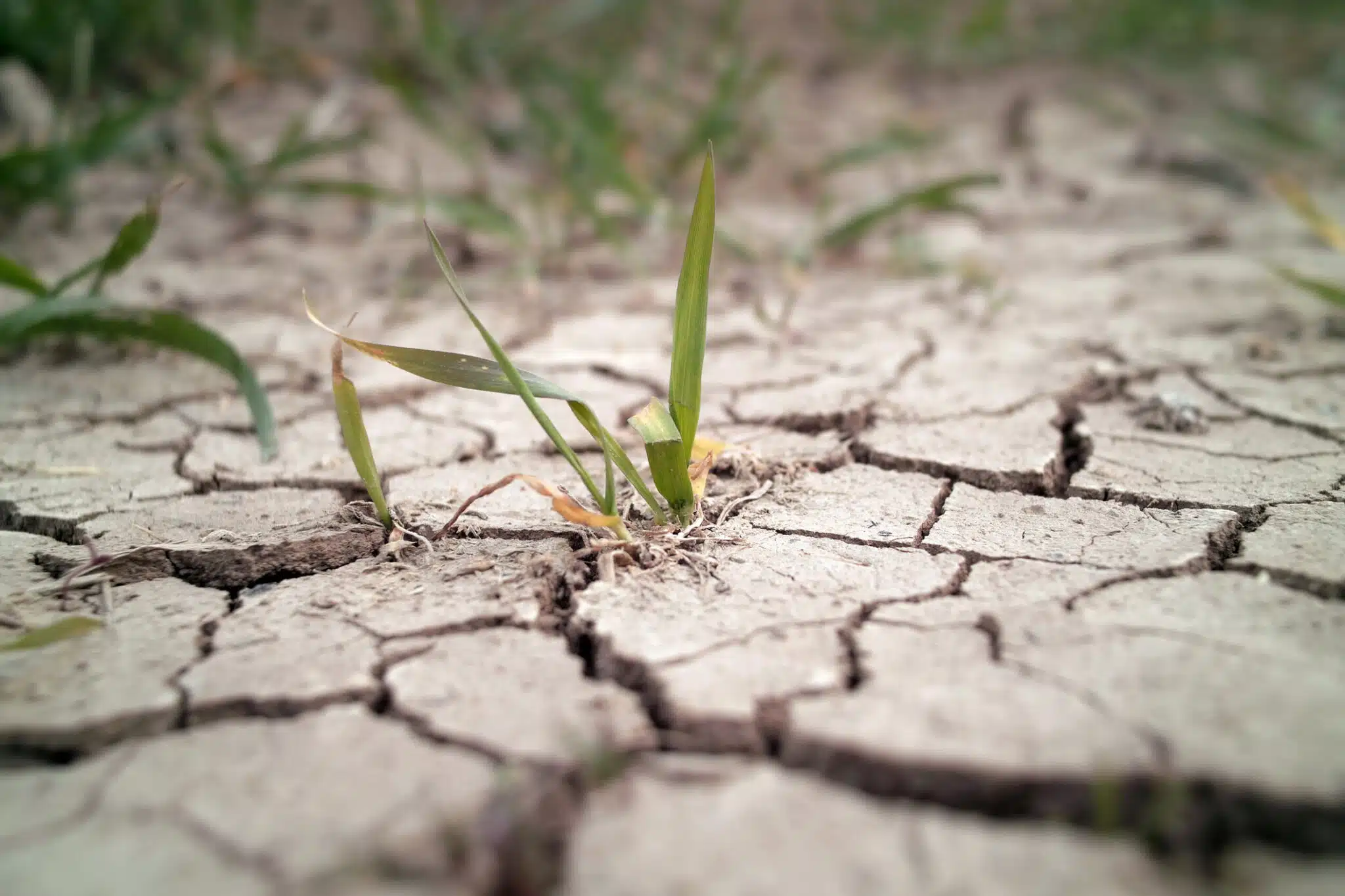 Plus de terre sèche et dure malgré l’irrigation : le secret du jardinier pour dire adieu à un sol mort et fissuré !