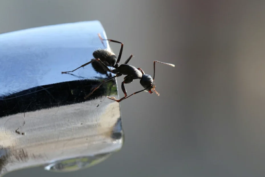 Comment éviter les fourmis de balcon avec des méthodes 5+1 que vous ne connaissiez pas