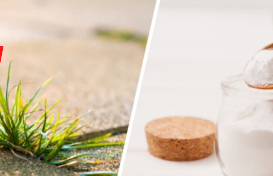 Herbicide domestique ULTRA EFFICACE, SIMPLE et ÉCONOMIQUE!