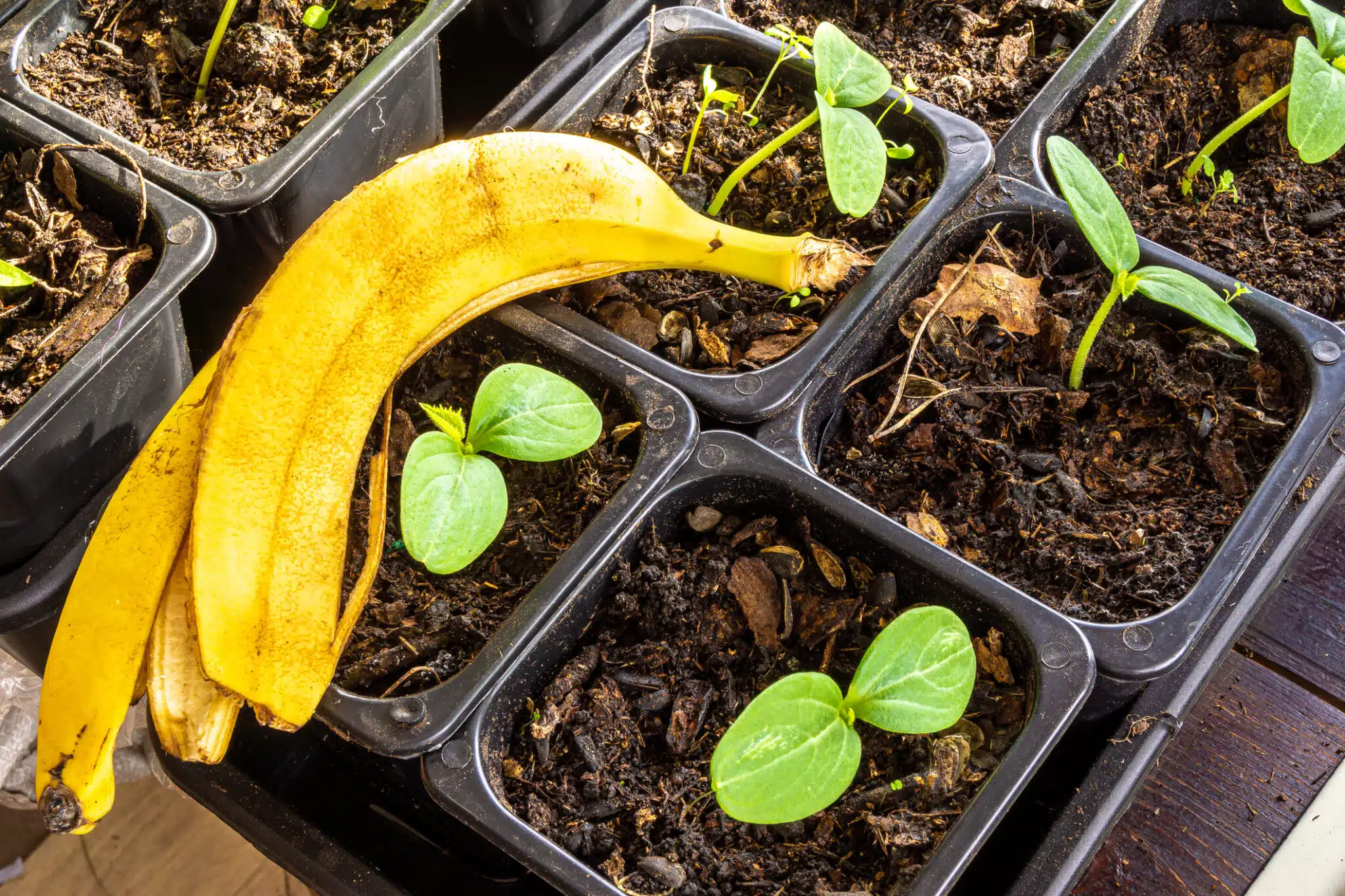 Arrêtez de jeter la peau de banane : ces méthodes peu connues pour en faire un engrais puissant donneront vraiment un coup de pouce à votre plantation !