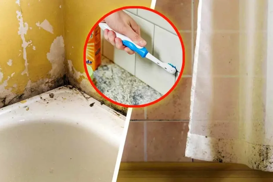 Comment puis-je blanchir les parois de la douche et de la salle de bain touchées par la moisissure?