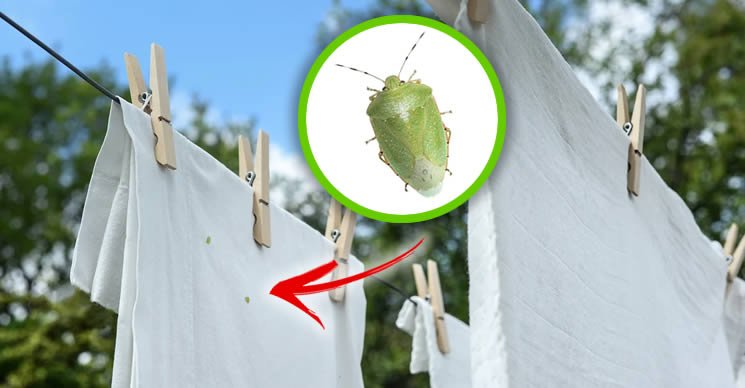 Comment éliminer les insectes verts gênants entre les draps étendus au séchage