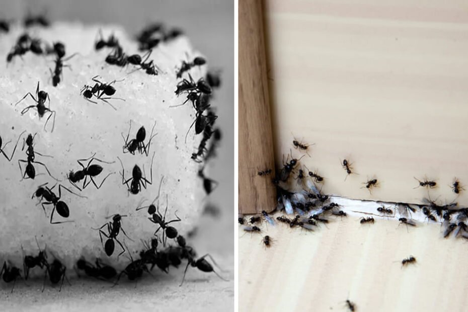 Les 3 pièges les plus efficaces pour éliminer les fourmis de la maison et du balcon pour toujours