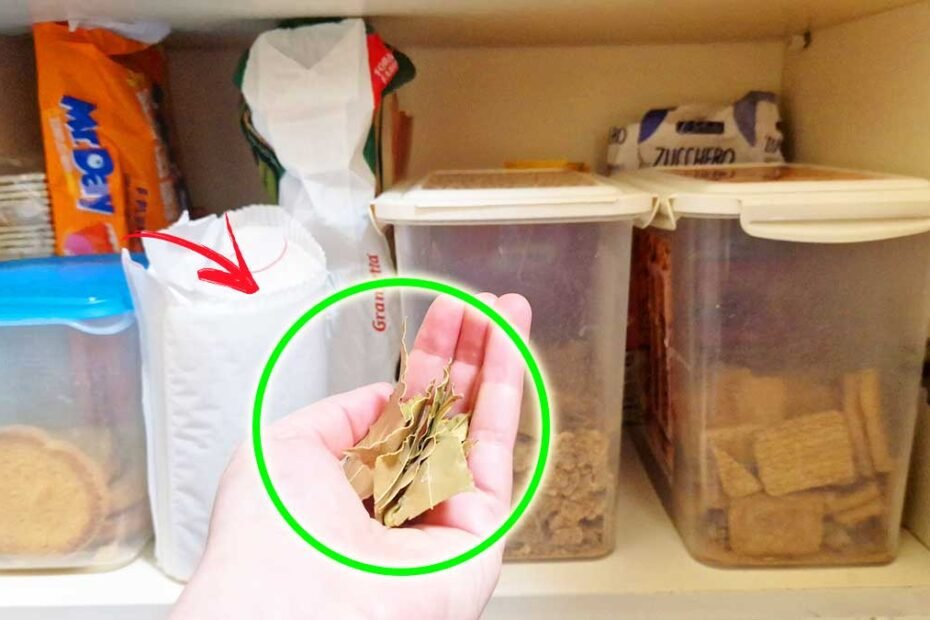 Pourquoi et comment utiliser le laurier dans les meubles de maison et de cuisine
