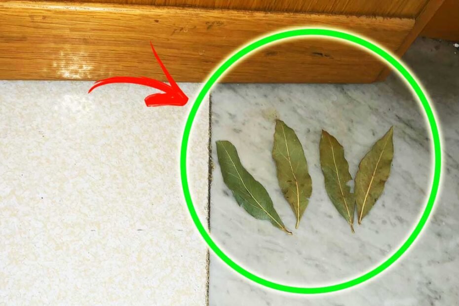 4 façons avec le laurier pour éloigner les insectes