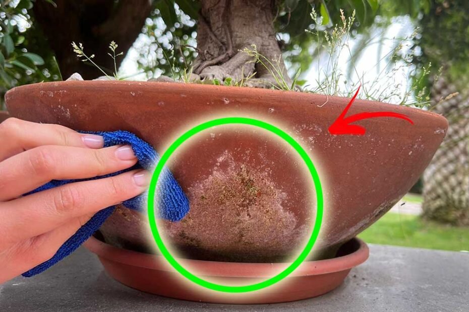 Comment nettoyer les vases extérieurs en terre cuite et enlever les rayures blanches