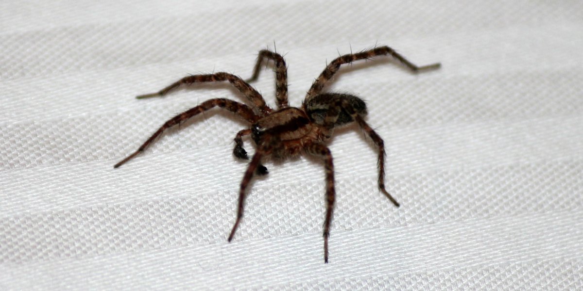 Comment se débarrasser d&rsquo;un nid d&rsquo;araignée ?