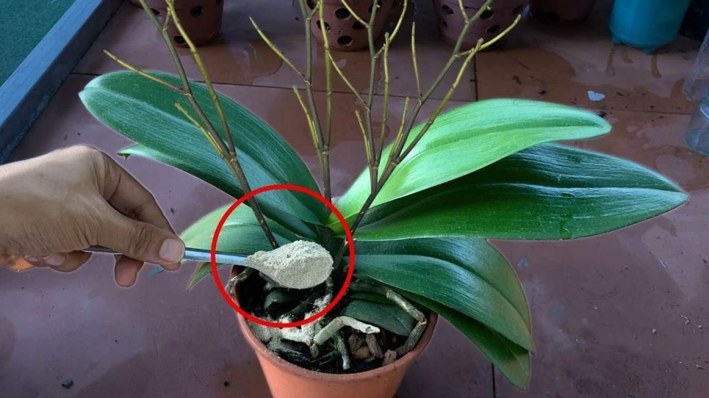 Chaque plante n’a besoin que d’une seule cuillère à café : elle fera tout fleurir brillamment