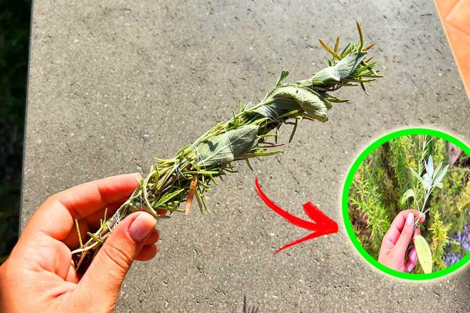 Comment parfumer la cuisine avec des feuilles de sauge
