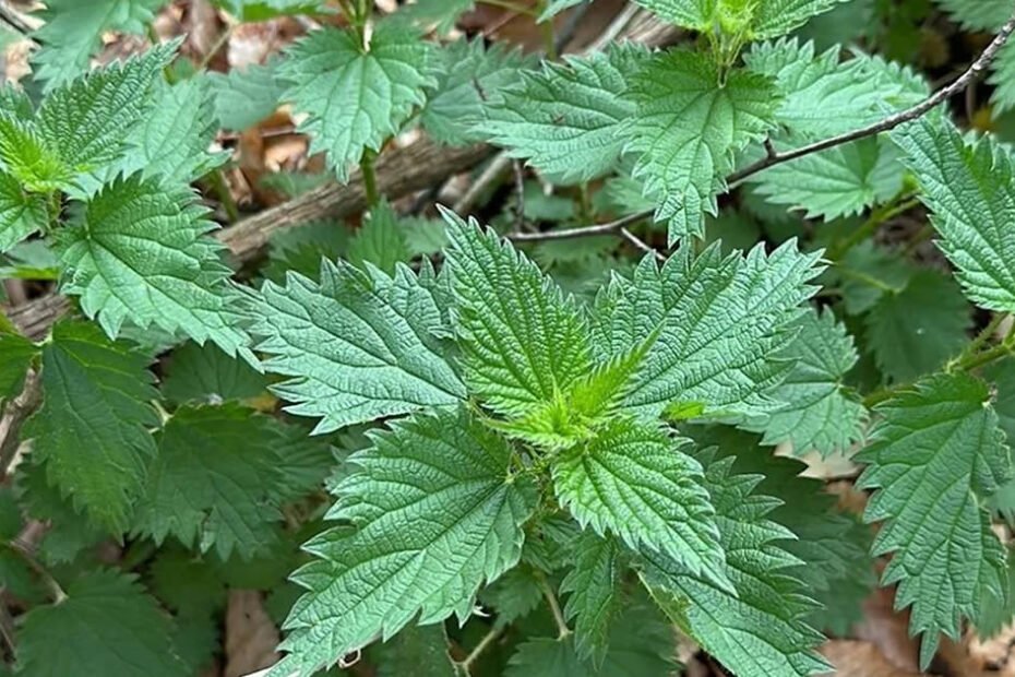 Tout le monde arrache cette plante en la confondant avec des mauvaises herbes : voici tous ses avantages