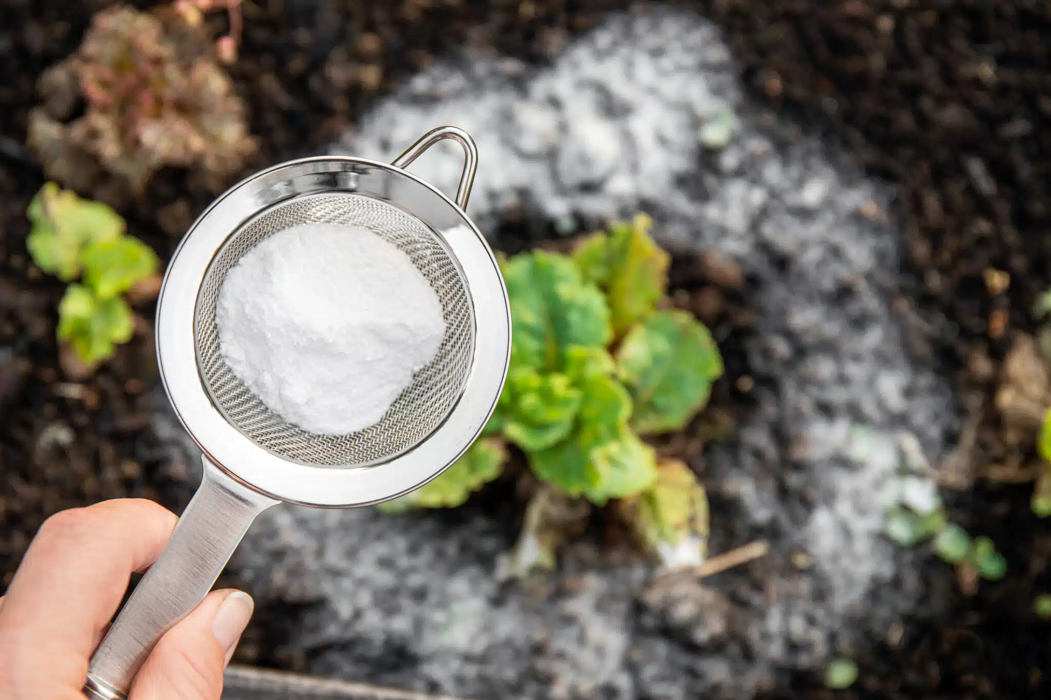 Pensez-vous que le bicarbonate de soude est dangereux pour votre jardin ? Ces conseils vous feront changer d’avis !