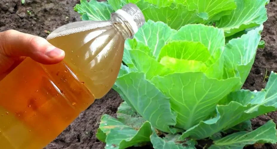 Que faire du vinaigre blanc dans le jardin ? 3 utilisations parfaites pour embellir votre extérieur !