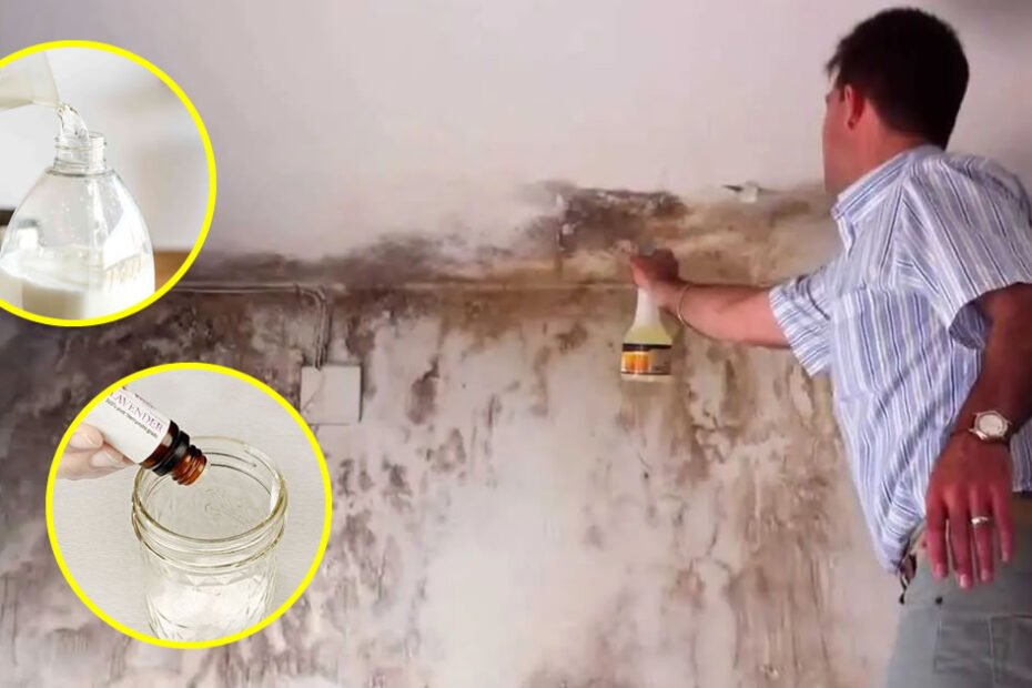 10 astuces pour enlever et éviter les taches de moisissure sur les murs
