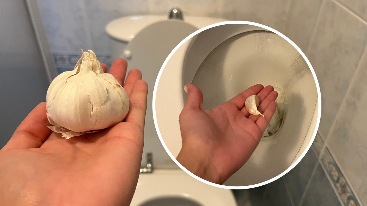 Gousse d’ail, jetez-le dans les toilettes avant d’aller dormir : ce qui se passe est extraordinaire
