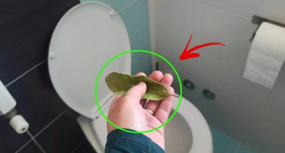 Une feuille de laurier suffit pour mettre fin aux mauvaises odeurs dans la salle de bains.