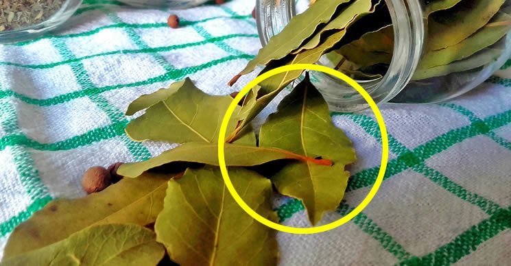 Comment parfumer la maison avec trois feuilles de laurier