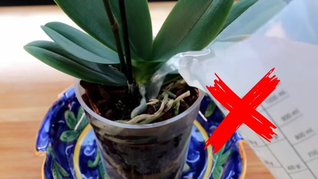 Arrêtez de faire ça à votre orchidée : elle mourra d’ici quelques jours