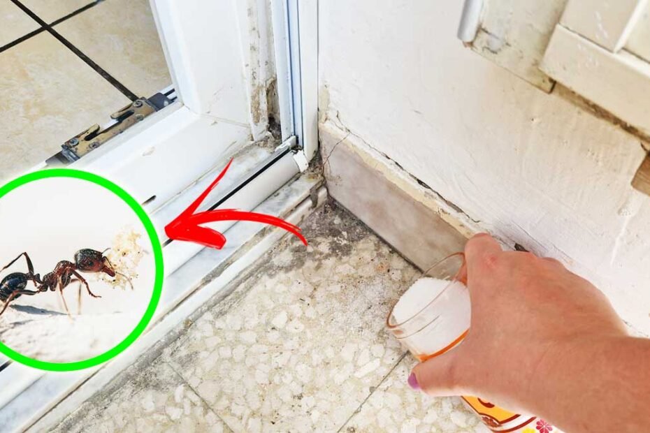 Comment éviter les fourmis de balcon avec des méthodes 5+1 que vous ne connaissiez pas