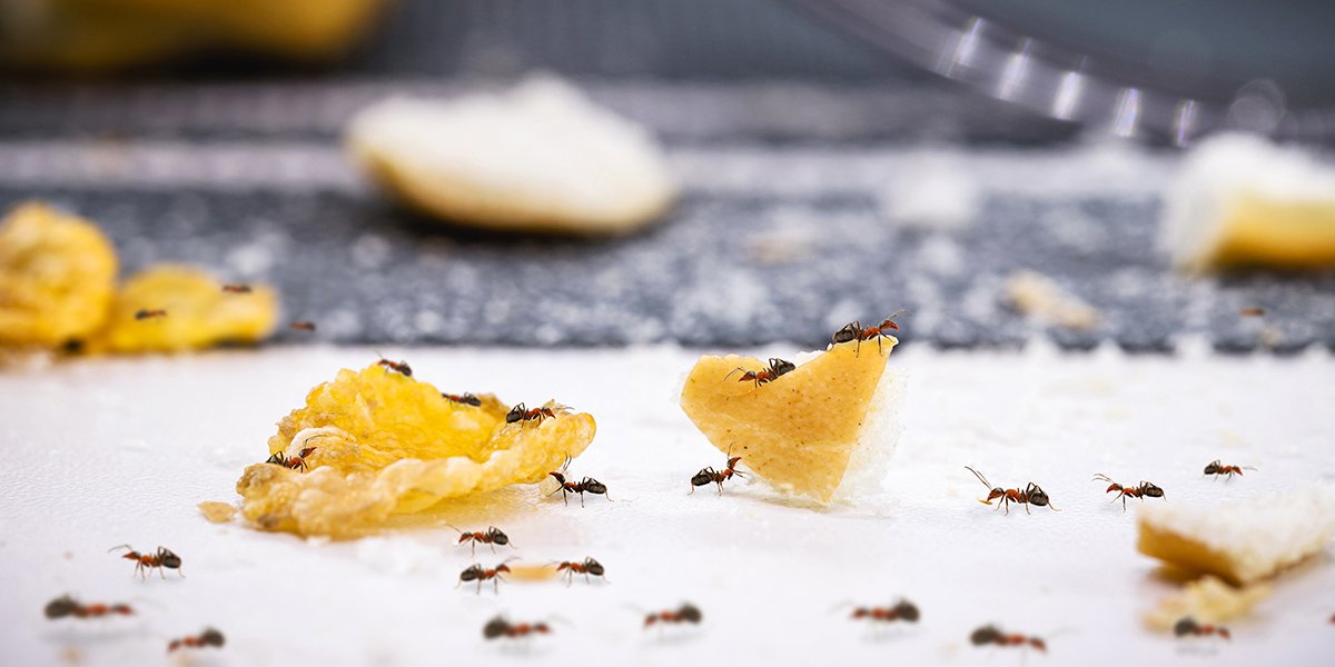 Ces 8 insectes vraiment désagréables et peu ragoûtants que l&rsquo;on retrouve dans une cuisine !