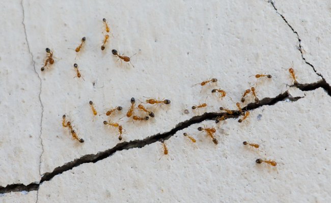 Comment se débarrasser des fourmis à la maison sans produits chimiques ? 10 astuces !