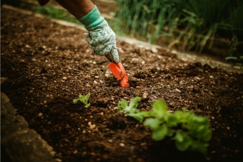 Cultivez vos propres tomates bio en 10 étapes faciles
