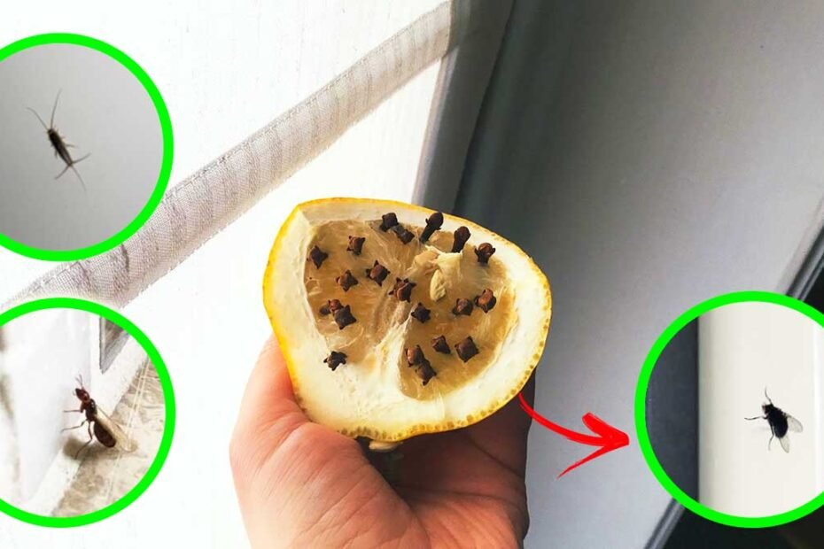 Comment garder ces 5 insectes loin de la maison avec des remèdes naturels?