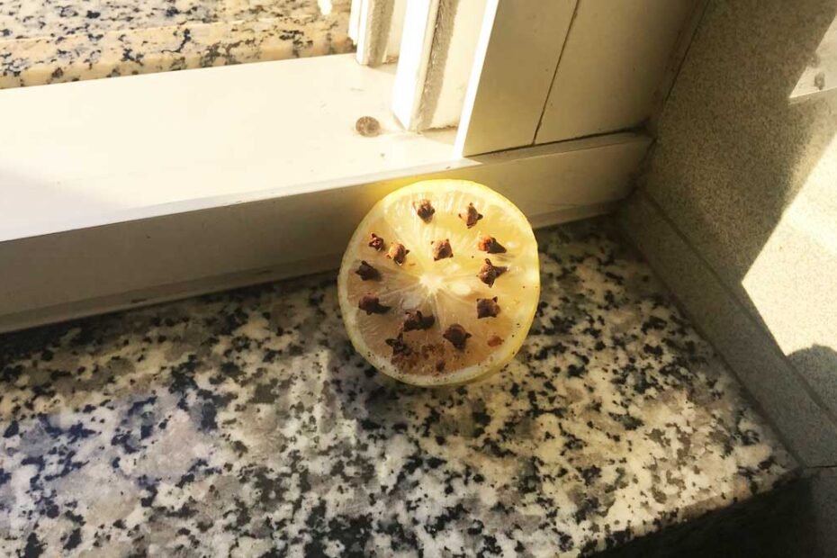 Le remède avec du citron et des clous de girofle pour ne pas avoir cet insecte agaçant à la maison