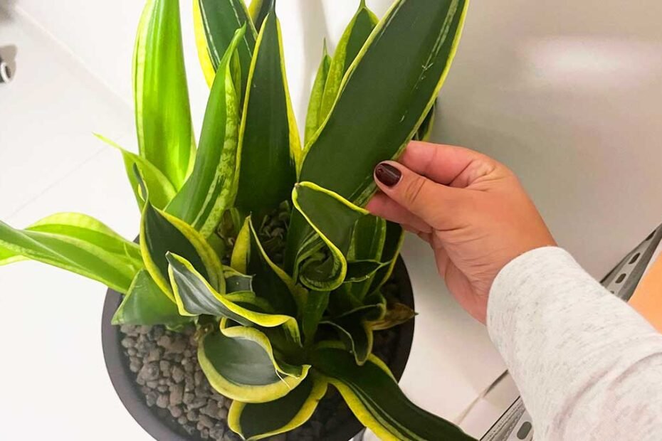 Toutes les plantes qui évitent la formation de moisissures à la maison