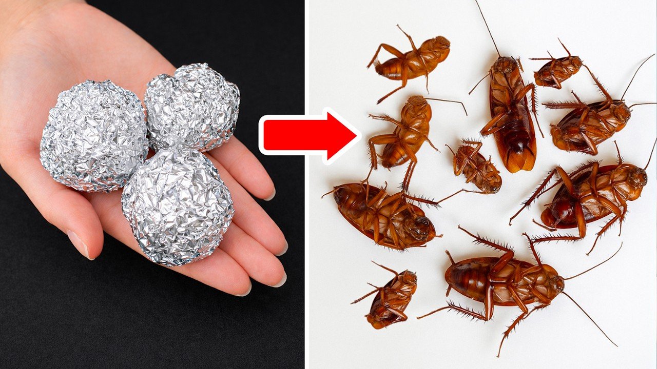 Éliminer les cafards rapidement avec du papier aluminium : astuce simple et efficace
