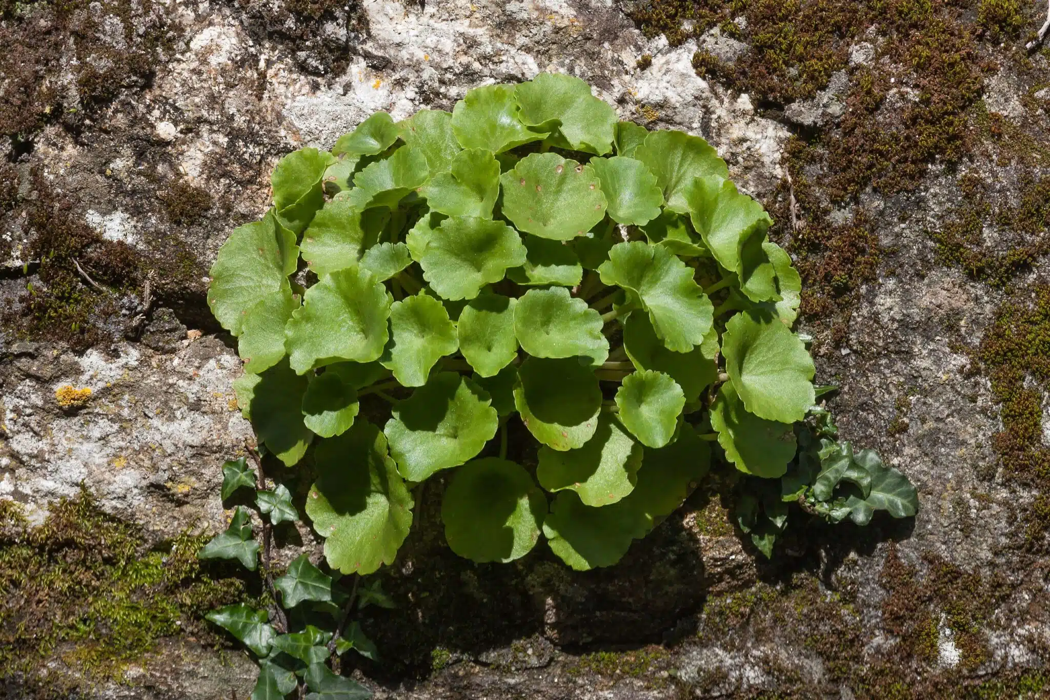 Le nombril de Vénus : cette belle plante comestible et médicinale qui pousse toute seule (un véritable trésor dans le jardin !)