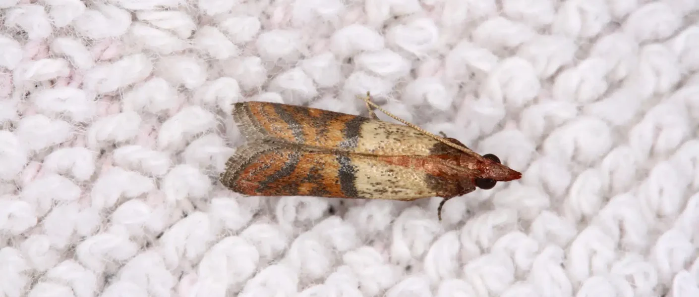 Des mites dans votre armoire ? Ces petites bestioles détestent ces 4 astuces naturelles radicales (et vos vêtements vous en seront reconnaissants !)
