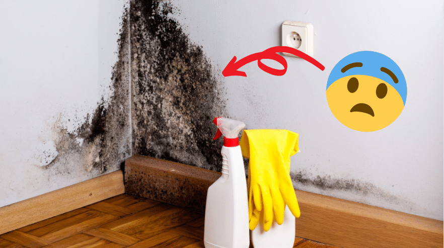 Garnitures, murs, textiles… comment nettoyer la moisissure de toutes les surfaces ?
