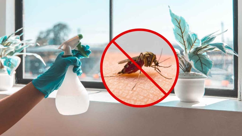 Mettez-le dans la maison et vous ne reverrez plus jamais de mouches ou de moustiques : le remède naturel