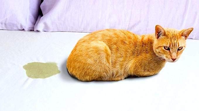 10 remèdes naturels pour empêcher les chats d’uriner à la maison