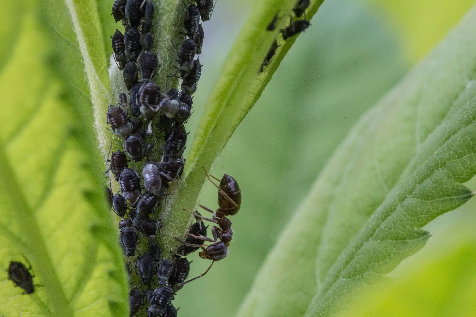 Arrêtez les amphétamines : ces plantes répulsives sont leurs ennemis jurés et elles les éloigneront de votre jardin pour toujours !