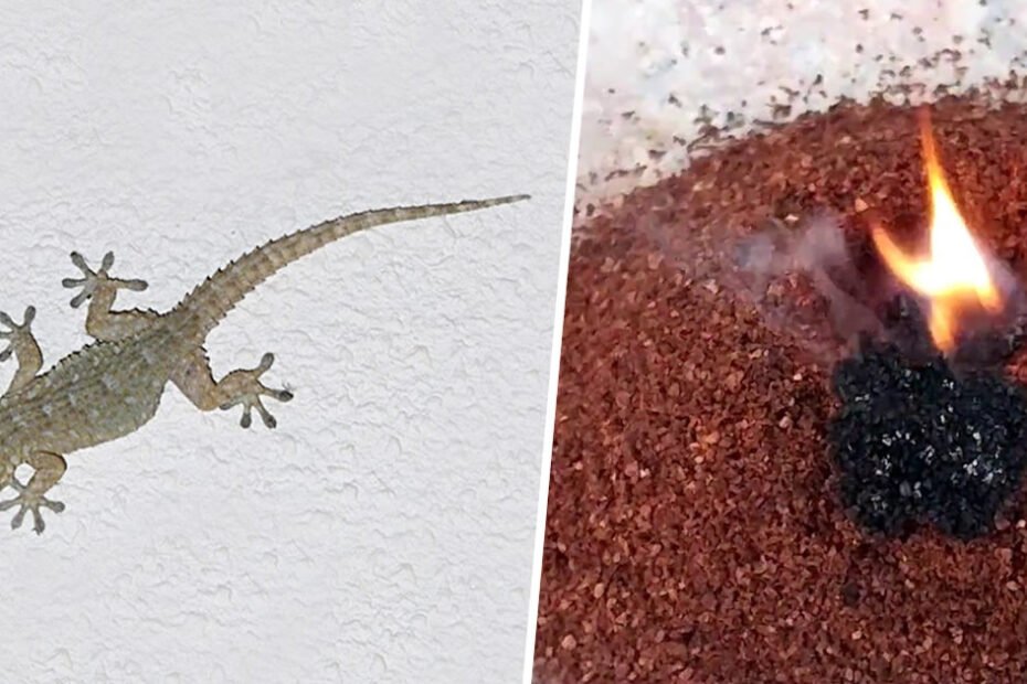 Éloigner les geckos de la maison : tous les remèdes naturels les plus efficaces