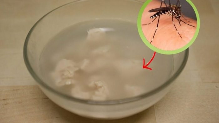 Elle a été élue meilleur piège à moustiques de tous les temps ! Voici comment le fabriquer