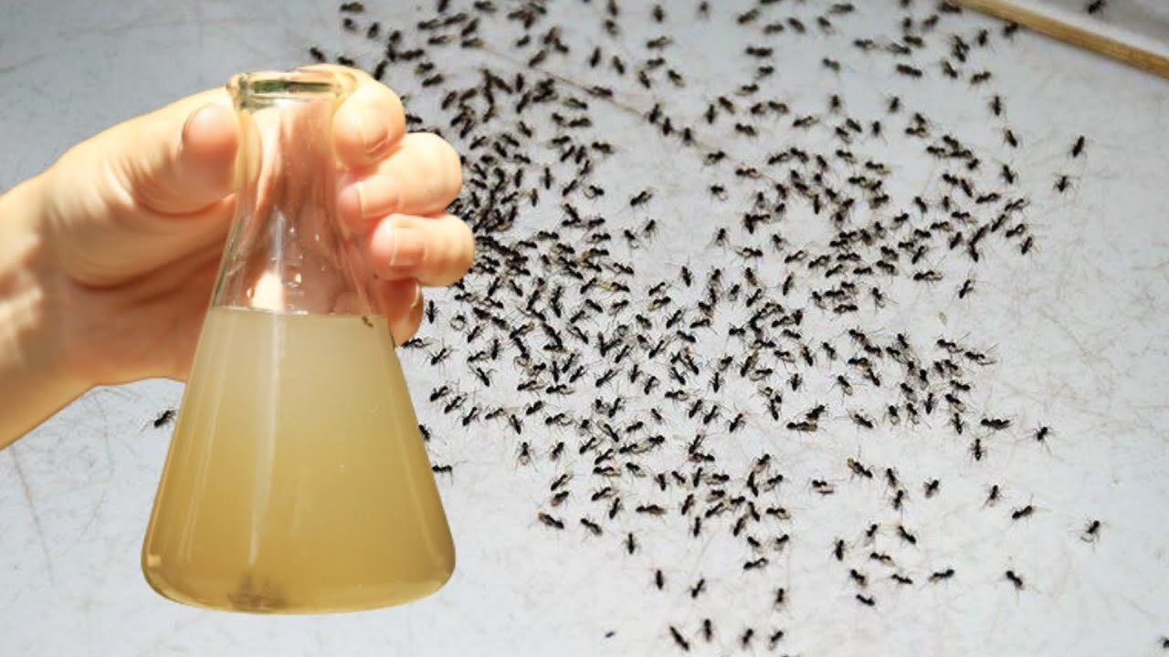 Incroyablement facile ! Juste 2 gouttes et les fourmis sont parties