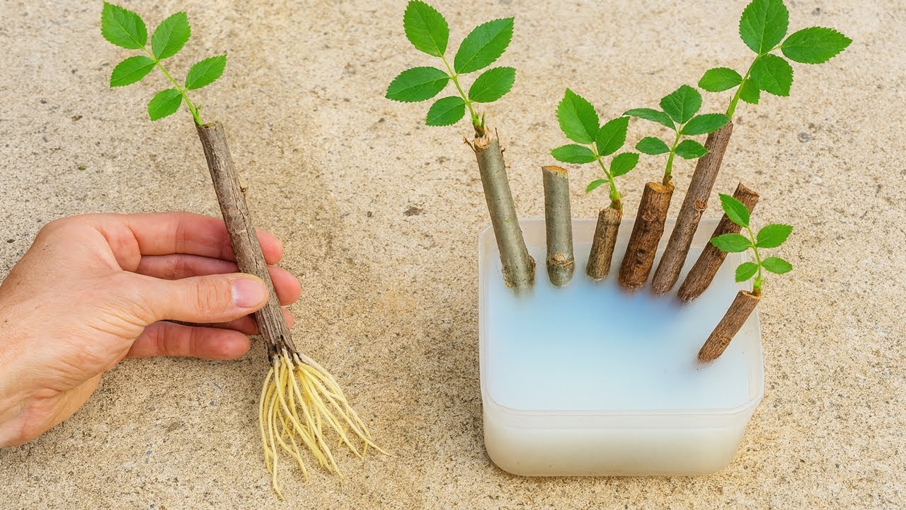 TOUTE PLANTE ET BRANCHE PREND RACINE (Technique rapide sans rien dépenser)