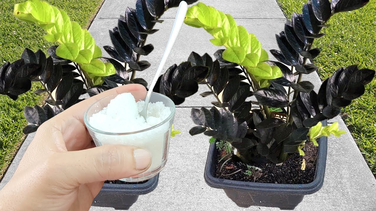 INCROYABLE! Fait fleurir n&rsquo;importe quelle plante et pousser 5 fois plus vite (toute plante)